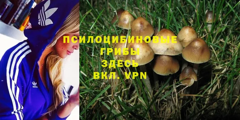 купить наркотики цена  Губкинский  Псилоцибиновые грибы Psilocybe 