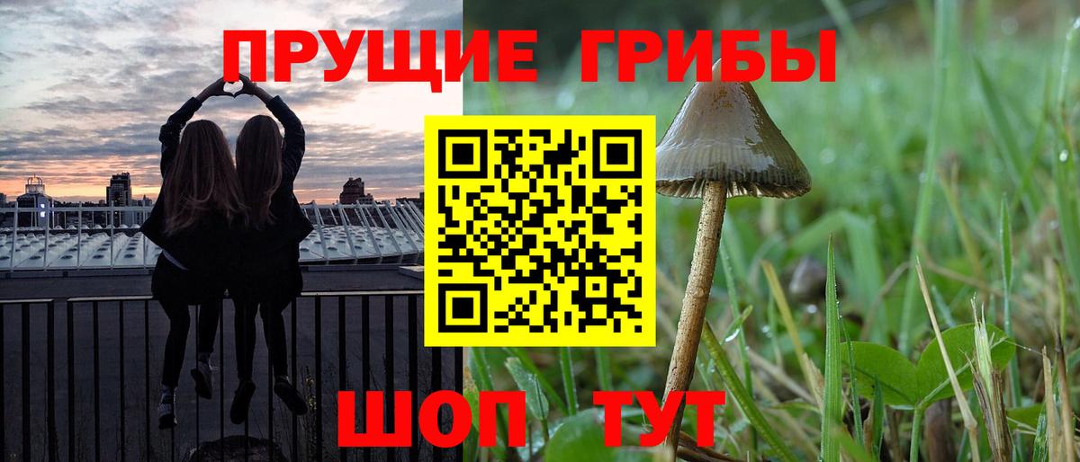 где купить наркоту  Вход с VPN  Губкинский  Псилоцибиновые грибы GOLDEN TEACHER 